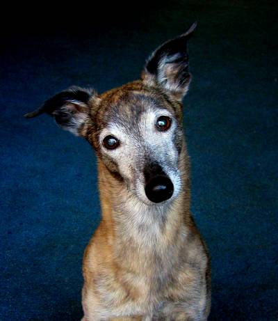picture of dog